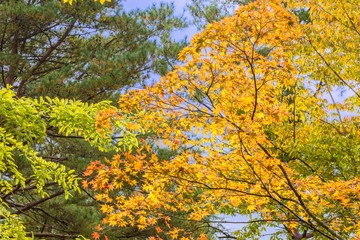The tree and leaves of maple. Background is the fall foliage.