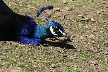 Männlicher Pfau liegt in der Sonne, Pavo christatus