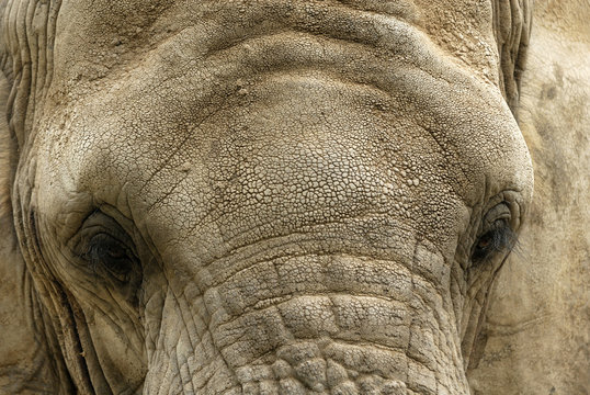 Fototapeta Portrait of Old Elephant 
