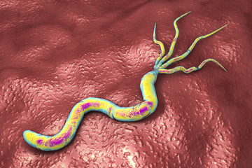 3D illustration of Helicobacter pylori, bacterium which causes gastric and duodenal ulcer - obrazy, fototapety, plakaty