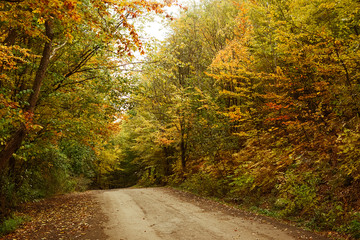 Fototapeta premium Road in the autumnal forest.