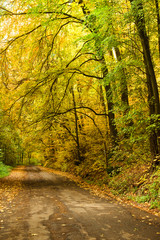 Road in the autumnal forest.
