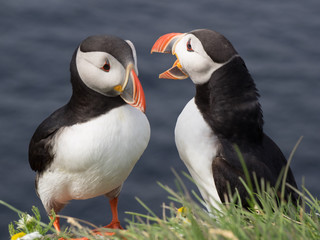 Puffin (Fratercula arctica) in Iceland.