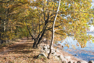 Wanderweg an der Ostsee durch den herbstlichen Wald auf der Insel Rügen