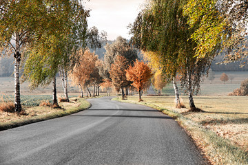 road at autumn through the trees forest