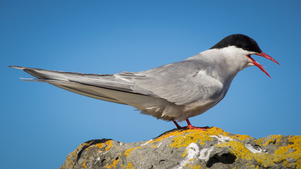 Arctic tern (Sterna paradisaea) in Iceland.