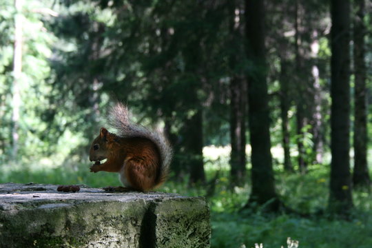 Eichh&ouml;rnchen mit Haseln&uuml;ssen im Wald