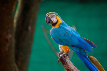 The pretty parrot.