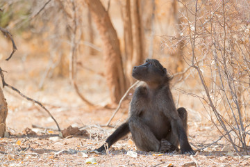 Pavian schaut in einen Baum, Namibia