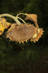 Nahaufnahme einer einzelnen verwelkten Blüte einer Sonnenblume, Helianthus annuus 