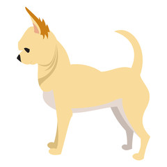 Chihuahua dog breed