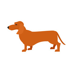 Dachshund dog flat design