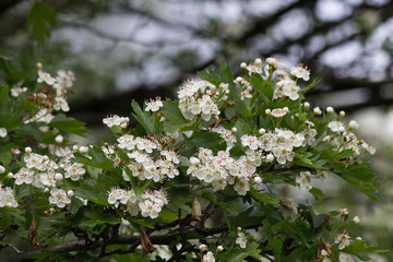 blooming garden hawthorn branch closeup