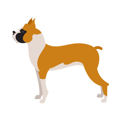 Boxer dog breed