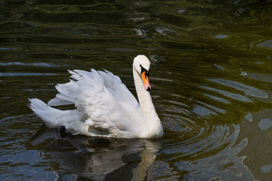 White mute swan floating on the lake closeup