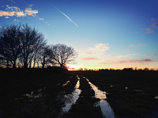 field at sunset