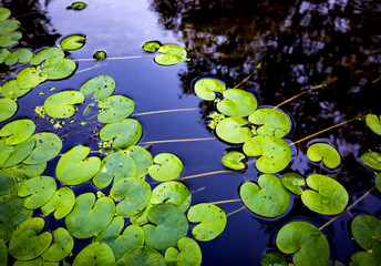 green water plant leaves on water surface