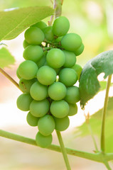 closeup de um pequeno cacho de uvas verdes