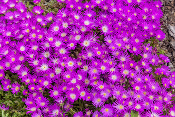 Blooming colorful cactus.