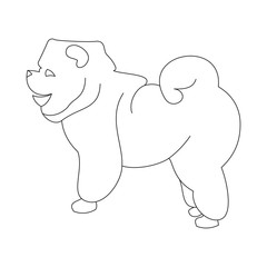 Chow linear dog
