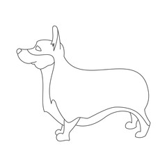 Corgi pembroke welsh