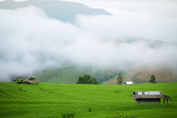 Fototapeta na wymiar rice field scenery with morning fog