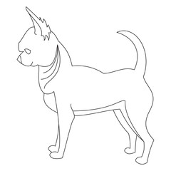 Chihuahua dog line