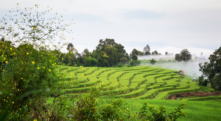 Fototapeta na wymiar rice field scenery with morning fog