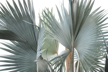 Sugar palm leaf background - Texture and pattern of sugar palm l