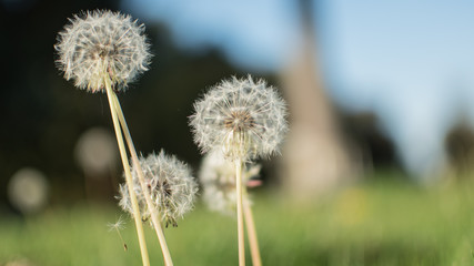 Dandelion Falling Seed