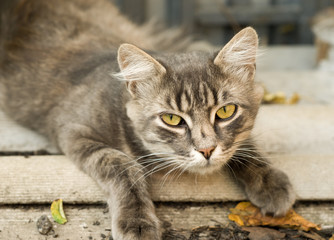 Gray cat lying