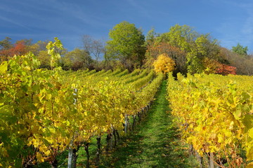 Obraz premium Weinberg bei Metzingen schwäbische Alb