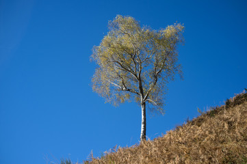 Beautiful tree in autumn – Birch - Betulla Bedulita