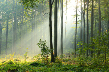 Morning in the forest