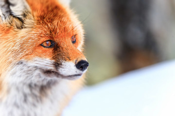 renard des montagnes