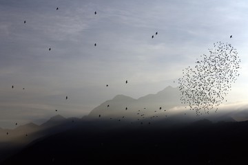 Migrating flocks of starlings crossing the Alps at sunrise