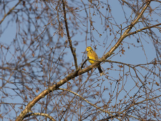 Male Yellowhammer Bird