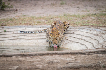 Leopard drinking water at a waterhole.