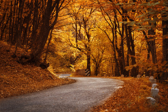 Fototapeta Road in the autumn forest