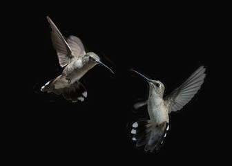 Hummingbird Faceoff