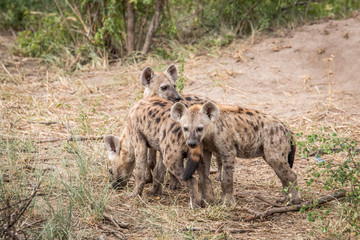 Three young spotted hyenas in the Kruger.
