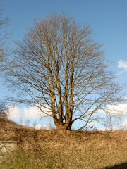Baum im Winter - kahl