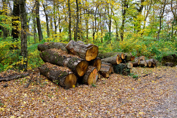 Alte gefällte Bäume im herbstlichen Wald gestapelt