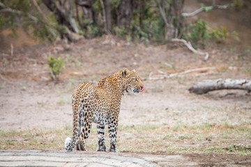 Back view of a starring Leopard.