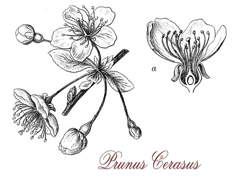Sour cherry (prunus cerasus) flowers, botanical vintage engravin