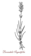 Lavender,  botanical vintage engraving.Strongly aromatic with evergreen leaves and flower in spikes of purplish lavender color is cultivated as ornamental plant, herbal medicine, massage therapy.
