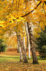 Fototapeta na wymiar several birches with beautiful white trunks and colorful leaves and yellow branches of a maple at the foreground in the autumn park