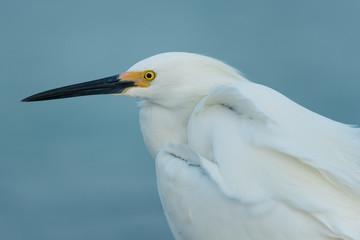 Portrait of Snowy Egret (Egretta thula) in breeding plumage - Fort de Soto, Florida