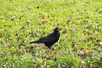 big black raven walking on the lawn with fallen leaves in autumn