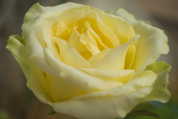 Closeup yellow gradient white rose